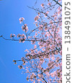 Cherry blossoms in full bloom shining in the blue sky 138491075