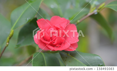 Camellia flowers wet with light rain; the raindrops on the beautiful red spring flowers against a backdrop of empty space. Camellia flowers wet with light rain; the raindrops on the beautiful red spring flowers against a backdrop of empty space. 138491083