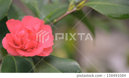 Camellia flowers wet with light rain; the raindrops on the beautiful red spring flowers against a backdrop of empty space. 138491084