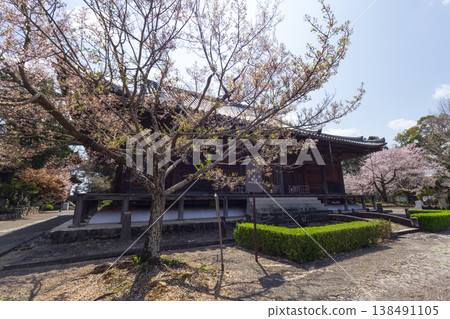 道成寺:正殿與櫻花 道成寺:正殿與櫻花 138491105