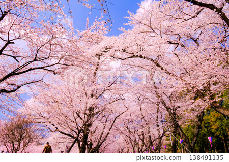 Cherry blossoms in full bloom shining in the blue sky Cherry blossoms in full bloom shining in the blue sky 138491135