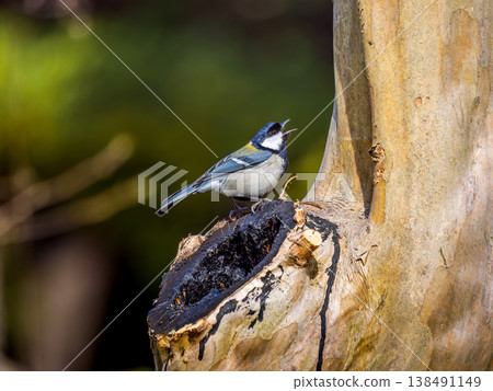 Great tit perching on a tree Great tit perching on a tree 138491149