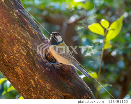Great tit perching on a tree 138491163