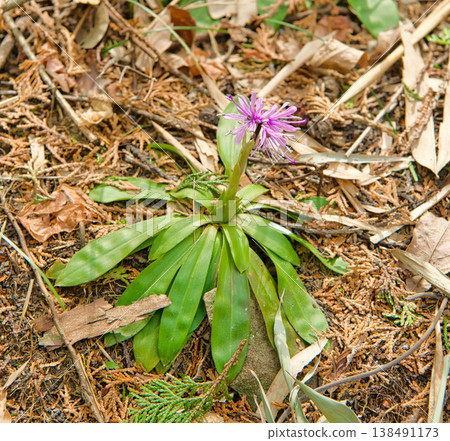 偽劣的巴卡馬之花 138491173