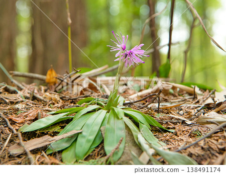 偽劣的巴卡馬之花 138491174