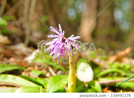 偽劣的巴卡馬之花 138491176