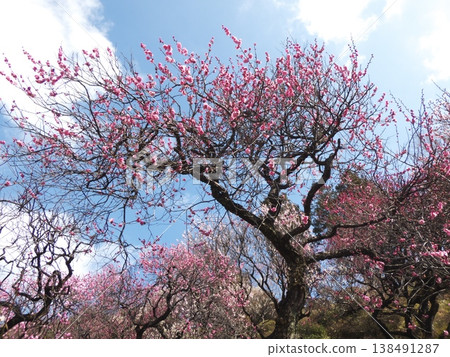 The sight of the fully bloomed red plum branches and plum grove stretching out against the blue sky. The sight of the fully bloomed red plum branches and plum grove stretching out against the blue sky. 138491287