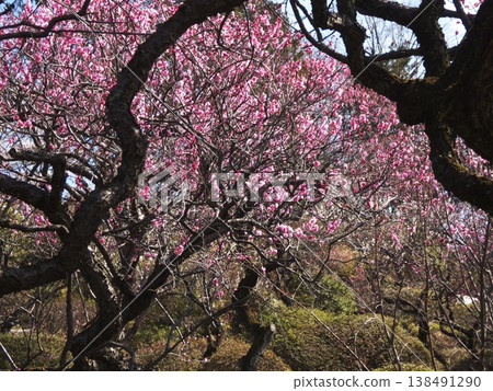 A red plum tree in full bloom, surrounded by thick trunks and branches. A red plum tree in full bloom, surrounded by thick trunks and branches. 138491290