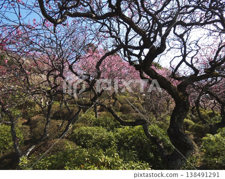 A landscape of slopes covered with ancient plum trees with intricate curves and red plum blossoms in full bloom. A landscape of slopes covered with ancient plum trees with intricate curves and red plum blossoms in full bloom. 138491291