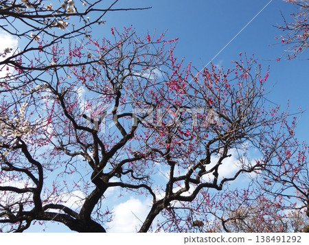 Branches of red and white plum blossoms in full bloom spread out against a clear blue sky. 138491292