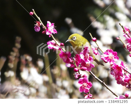 A Japanese white-eye perches on a branch of a fully bloomed red plum tree, looking around. A Japanese white-eye perches on a branch of a fully bloomed red plum tree, looking around. 138491295