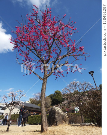 The deep pink Kawazu cherry blossoms reach their branches towards the blue sky and are in full bloom. 138491297