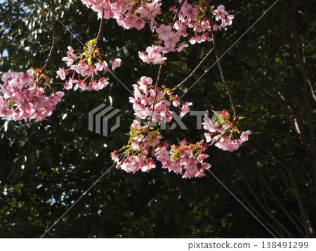 Branches of fully bloomed Kawazu cherry blossoms stand out vividly against the dark forest backdrop. 138491299