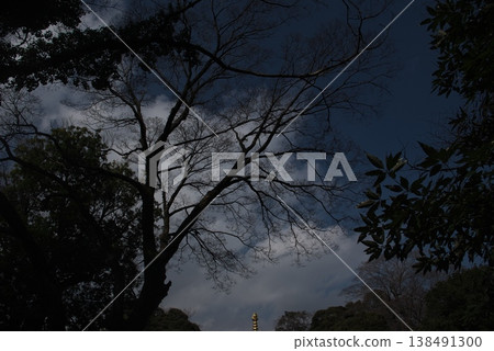Silhouettes of deciduous broadleaf trees against a cloudy sky 138491300