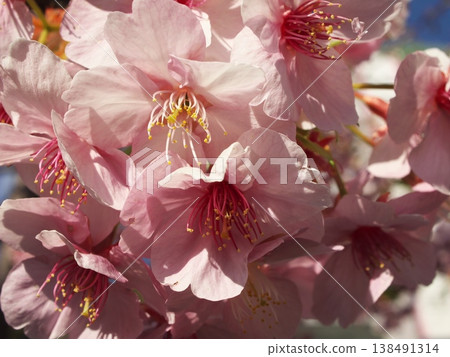 Close-up shots of fully bloomed Kawazu cherry blossoms against a blue sky. 138491314