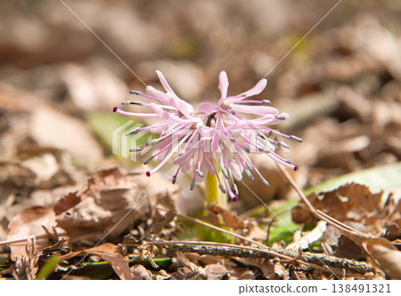 偽劣的巴卡馬之花 138491321