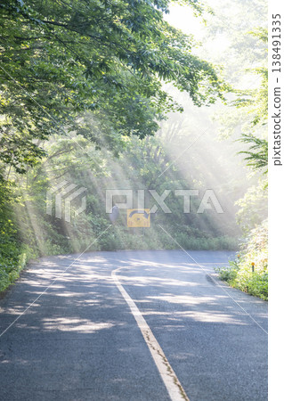 A scene of rays of sunlight shining through a forest path in the fresh greenery of Oku-Daisen. A scene of rays of sunlight shining through a forest path in the fresh greenery of Oku-Daisen. 138491335