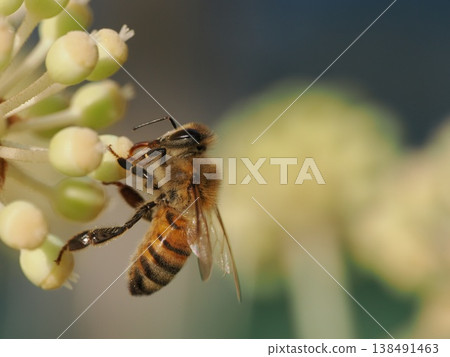 歐洲蜜蜂從八角金盤花中採集花蜜。 歐洲蜜蜂從八角金盤花中採集花蜜。 138491463