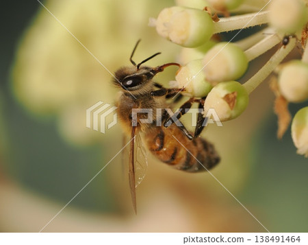 European honeybees collect nectar from Fatsia japonica flowers. European honeybees collect nectar from Fatsia japonica flowers. 138491464