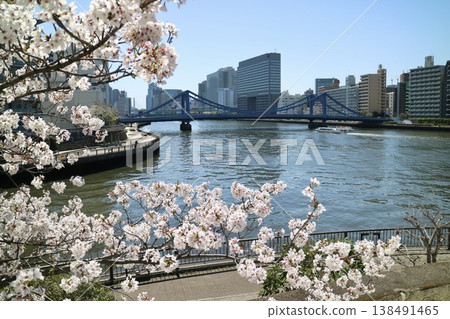 Sumidagawa and cherry blossoms Sumidagawa and cherry blossoms 138491465