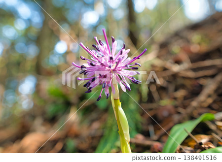 偽劣的巴卡馬之花 138491516