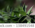 Ruscus aculeatus flowers blooming on branches that have evolved to resemble leaves (cladodes). 138491548