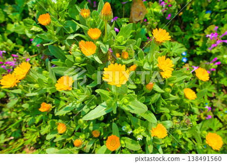 Calendula flowers 138491560