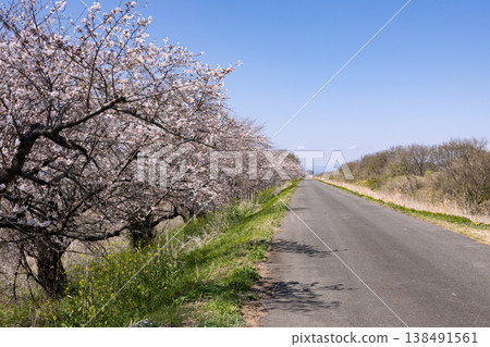 Cherry blossoms along the Kiso Nagara Embankment (photographed facing north from near the Tokai Bridge) Cherry blossoms along the Kiso Nagara Embankment (photographed facing north from near the Tokai Bridge) 138491561