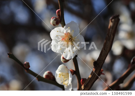 近距離拍攝的白梅花 近距離拍攝的白梅花 138491599