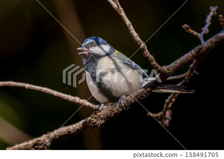 Tits fringing on branches Tits fringing on branches 138491705