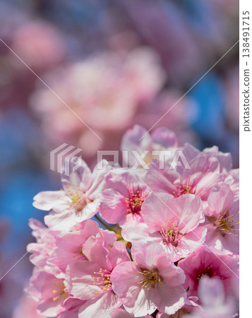 Cherry blossoms in full bloom, in the sunlight Cherry blossoms in full bloom, in the sunlight 138491715