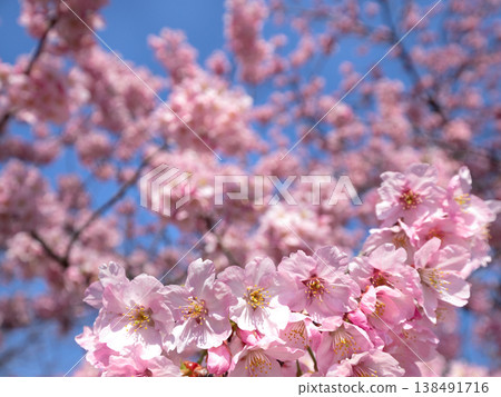 陽光下，櫻花盛開。 138491716