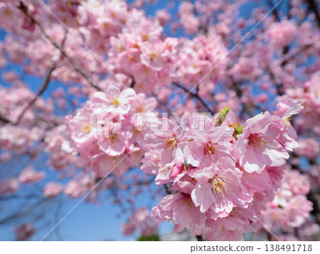 陽光下，櫻花盛開。 138491718