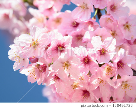 陽光下，櫻花盛開。 138491723