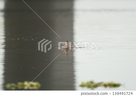 鴨子的正面 鴨子的正面 138491724