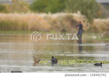 A scene with waterfowl, blurred with fishermen in the background. 138491741