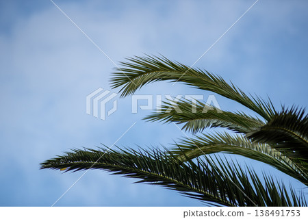 Tropical palm fronds against blue sky background Tropical palm fronds against blue sky background 138491753