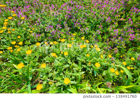 金盞花和抱莖野芝麻花 金盞花和抱莖野芝麻花 138491760