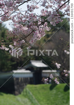 千鳥淵和半藏門的櫻花（豎幅） 138491799