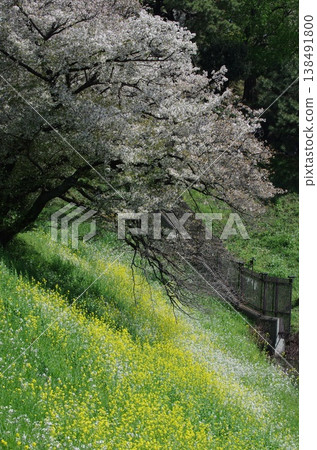 千鳥淵：櫻花和油菜花盛開。 138491800