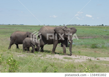 Three elephants, one large and one small, walking together in a herd. 138491802
