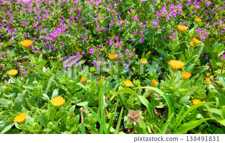 Calendula flowers and Lamium amplexicaule flowers 138491831