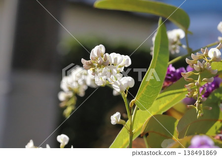 早春時節，花園裡會盛開白色和粉紅色的哈登貝格花。 138491869