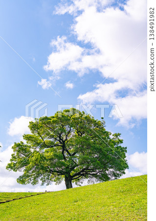Clear blue sky and big trees 138491982