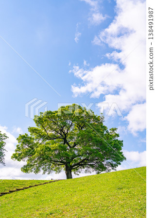 湛藍的天空和大樹 湛藍的天空和大樹 138491987