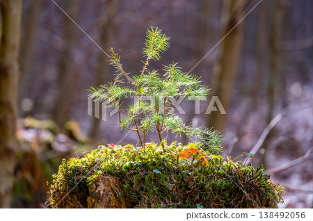Young spruce tree growing on moss covered stump in forest, symbol of new life and regeneration, sunlight highlighting fresh green needles with soft blurred woodland background Young spruce tree growing on moss covered stump in forest, symbol of new life and regeneration, sunlight highlighting fresh green needles with soft blurred woodland background 138492056