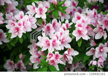 Azaleas are in full bloom now. Azaleas are in full bloom now. 138492161