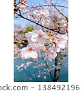 The arrival of spring, Somei Yoshino cherry blossoms 138492196