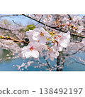 The arrival of spring, Somei Yoshino cherry blossoms 138492197
