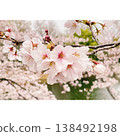 Pink petals, Somei Yoshino cherry blossoms 138492198